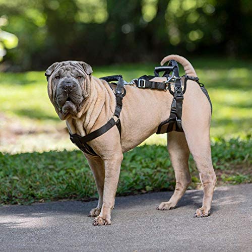 PetSafe Arnés de soporte CareLift - Ayuda para levantar el cuerpo completo con asa, Excelente para la movilidad de mascotas y perros mayores, Material cómodo y transpirable, Fácil de ajustar - Grande