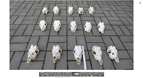 Set de 20 cráneos de corzo con Cuernos, para taxidermia, anatomía, decoración, artesanía.