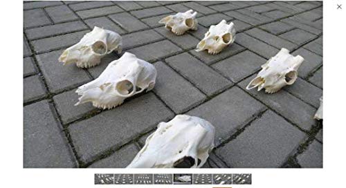 Set de 20 cráneos de corzo con Cuernos, para taxidermia, anatomía, decoración, artesanía.