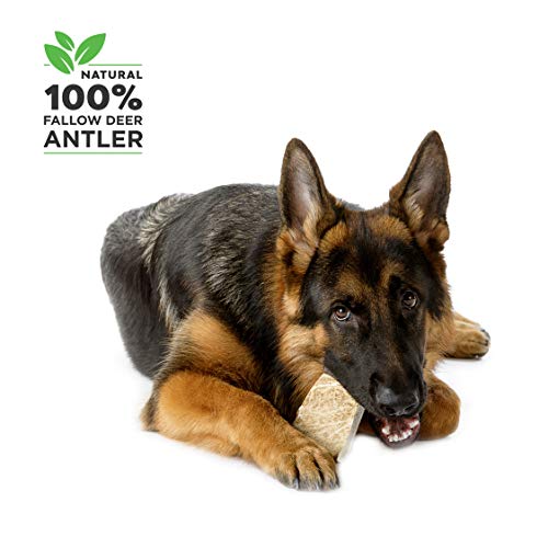 100% Natural Mordedor Asta de Gamo para Perros Cuerno Masticar Juguete, Tamaño X-Large