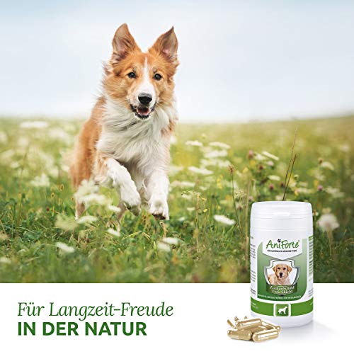 AniForte Thick Shield para Perros (10-35kg) 60 cápsulas. Producto 100% natural. Complejo de Vitamina B que Actúa como Escudo Anti-Garrapatas y Parásitos.