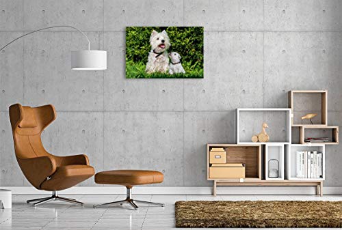 Calvendo Premium Lienzo 90 cm x 60 cm Horizontal, un Motivo del Calendario Kobold en 4 Patas, West Highland White Terrier Imagen sobre Lienzo, impresión en Lienzo Animales