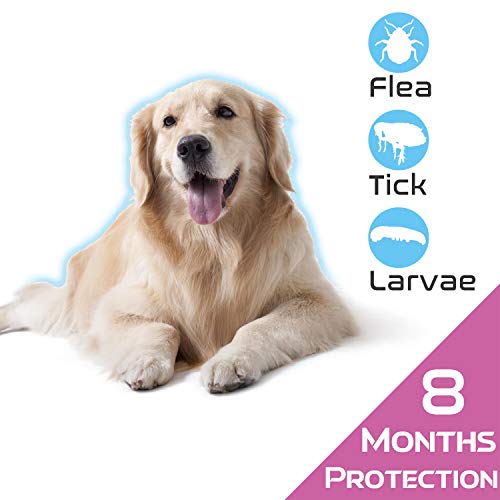 Rmolitty Collar Antiparasitario Perros, Impermeable Tratamiento Natural de pulgas para Grande Mediano Pequeño Perros, 8 Meses 57cm (57cm)