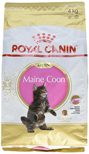 Royal Canin Comida para gatos Kitten Maine Coon 4 Kg