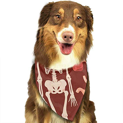 YAGEAD Pañuelo para Perros Cachorro y pañuelos para Mascotas, anatomía roja Órganos Humanos Esquelético Masculino Adulto Corazón anatómico Pañuelo para Mascotas