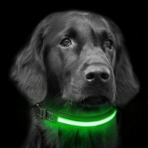 Collar de Perro led Recargable, LaiXin Nylon Collar de Seguridad para Perros Ajustable Impermeable Recargable por Cable usb y Solar para Pequeños Perros, Verde, S