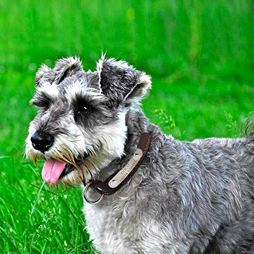 Didog - Collar para Perro de Piel auténtica Suave con Placa identificativa grabada, Collar de Piel Personalizado para Perros pequeños y medianos