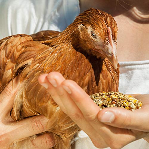 Ida Plus – Alimento para gallinas Mix 5 kg – Comedero equilibrado – Mezcla para todo el año – Libre de OMG también para gallinas ponedoras – Ideal para máquinas de pienso – Contiene calcio y vitaminas