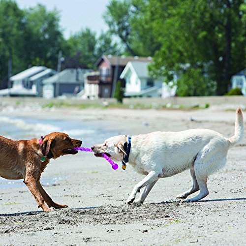 KONG - SafeStix - Juguete Flexible en Materiales Seguros y Resistentes - para Perros de Raza Pequeña