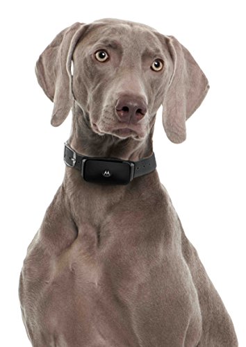 Motorola BARK200U - Collar ultrasónico de Control de ladridos para Perros (ningún Choque), Color Negro
