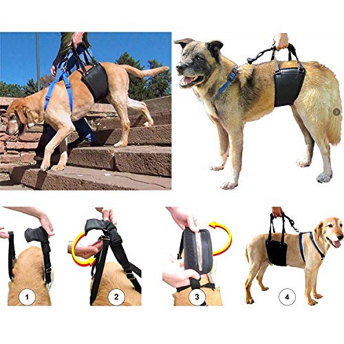 NINOMI Mascota Pierna Soporte para Caminar Cinturón Incapacidad Lesión Alta Edad Avanzada Perro Escalera Cinturón Auxiliar,B