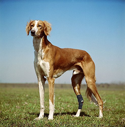 RockPet Órtesis Curadora Articulación Pata Trasera de Perro Envoltura Canina de Corvejón (M)