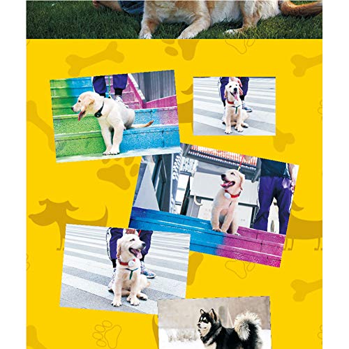 XHPWW Mini Cat Dog Collar GPS Pet Locator, Rastreador Inteligente a Prueba de Agua Anti-perdida Rastreo de Dispositivos, para Perros pequeños y Grandes (Negro)-White