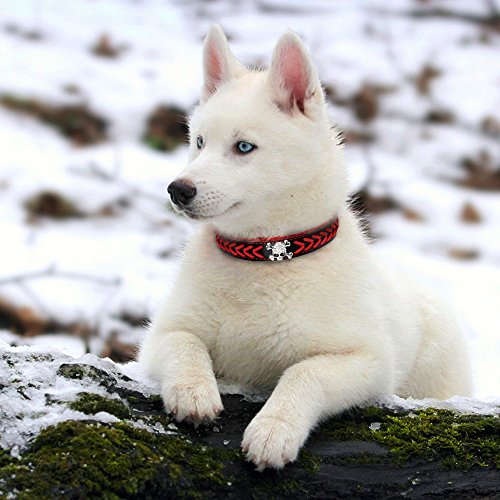 Collares de piel trenzada para perro de la marca Bebiui – Cuellos acolchados suaves para perro, diseño de calavera, se adapta a razas pequeñas y medianas y grandes de mascotas