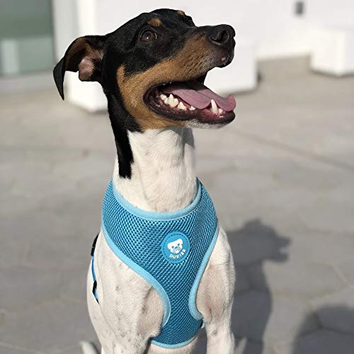 Dukier - Arnés básico para Perro con Malla Transpirable, cómodo y Ajustable