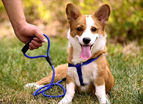 FYFY Cuerda de Remolque para Perros, tamaño del Pecho Ajustable, Adecuado para Perros pequeños y medianos S: Longitud de la Cuerda: 120cm, Ancho: 9mm Azul