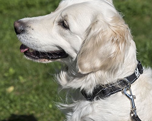 Happilax Collar Perro pequeño y Cachorro en Nylon Ajustable y Reflectante