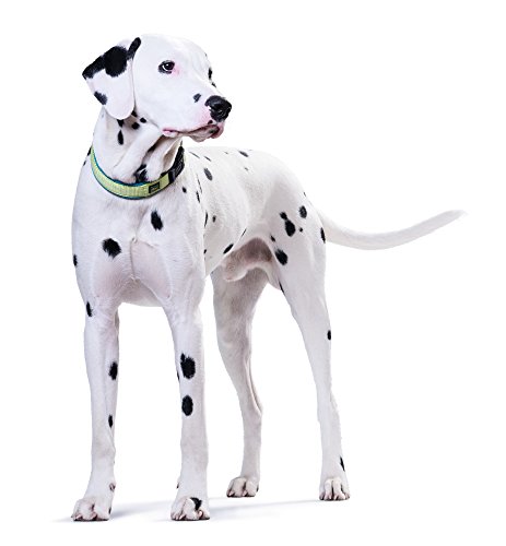 HUNTER - Collar de Nylon Modelo Neoprene Vario Plus para Perros (50/Verde/Azul Petróleo)