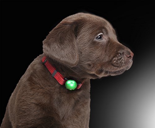 LED colgante luminoso de silicona Collar de perro LED cuello luminoso en color de verde por el PRECORN marca
