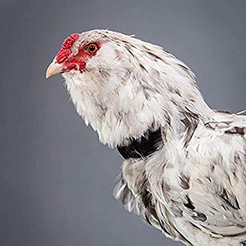 LuukUP Collar De Pollo,4 Paquetes de Collar de Pollo Anti-Gancho sin Ruido Banda para el Cuello para Pollo, Patos, Gansos Y Otras Aves De Corral: Evite Que Los Pollos Griten