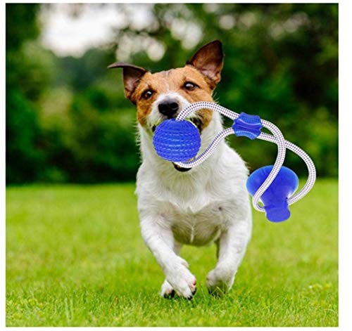 Nifogo Pet Molar Bite Toy ，Juguete Multifuncional para mordedura de Molar Juguete con Ventosa Juguetes para morder para Perros Juguetes para Perros Molar para Mascotas (Azul, 2 pcs)