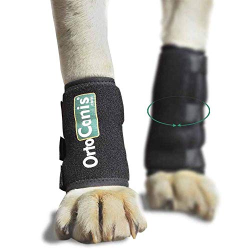 Ortocanis - Muñequera para Perros con artrosis, Lesiones a ligamentos, tendones o Perros Que practican Agility - Talla XS