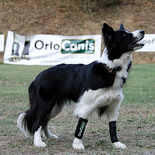 Ortocanis - Muñequera para Perros con artrosis, Lesiones a ligamentos, tendones o Perros Que practican Agility - Talla XS