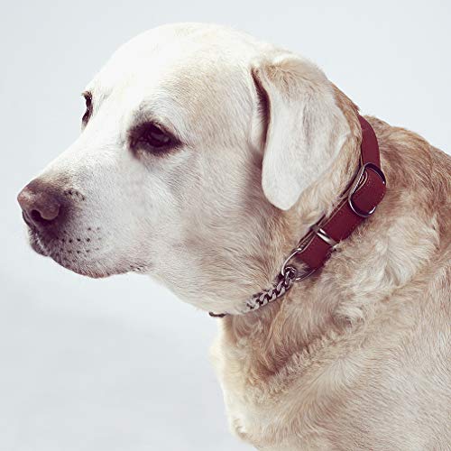 Tineer Collar de Cuero de Perro de Cachorro para Mascotas Collar de martingala para Perros, Cadena de Acero Inoxidable Duradera para Perros pequeños de Razas Medianas (M(Neck:13.0-18.5''), Rojo)