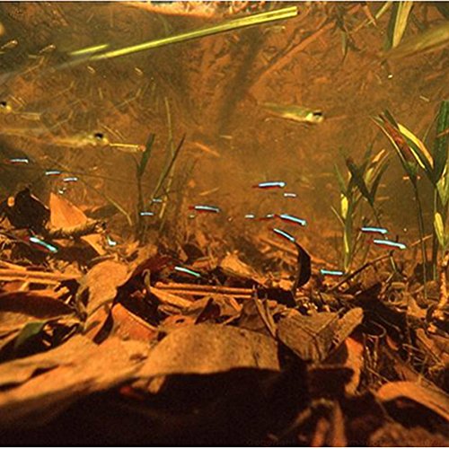 UEETEK 10 unids hojas de olivo natural hojas muertas para la decoración del paisaje del acuario pecera