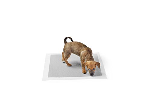 AmazonBasics - Empapadores de adiestramiento para perros, carbón, normal, 120 unidades