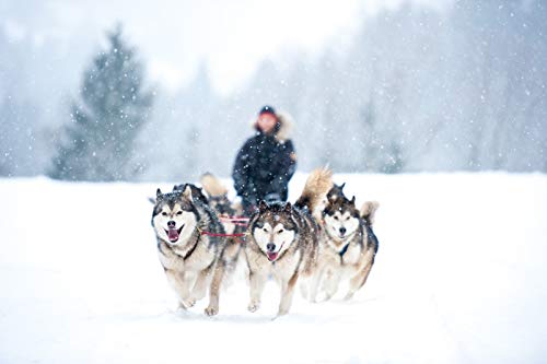 Arnés para perros X-Back de Northern Howl, para trineo y esquí de perros, en azul-amarillo neón