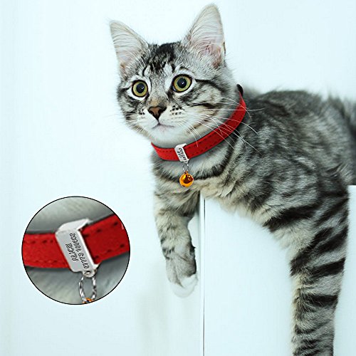 Berry - Collar acolchado personalizado para mascota, con grabado deslizable para identificación, para gatos o perros pequeños