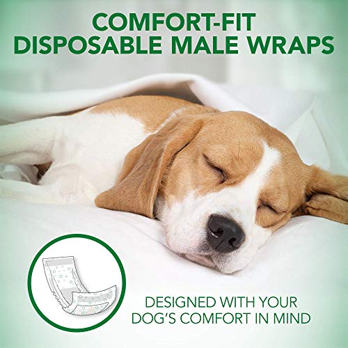 Comfort Fit Disposable Male Dog Diapers | Envolturas masculinas absorbentes con ajuste a prueba de fugas | Medio 12Pk