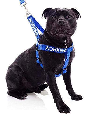 Dexil Arnés para Perro Que Trabaja (Perro en el Trabajo/no se Molesta), Color Azul con código de Color, no Tire L-XL para Evitar Accidentes por Advertencia a Otros de su Perro por Adelantado