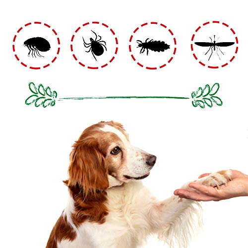 Disane Collar Antipulgas para Perros 100% Natural | 3 Meses de Protección Contra Insectos y Parásitos: Repelente de Pulgas, Garrapatas y Mosquitos-Leishmania | Collar Antiparasitario Perro y Cachorro