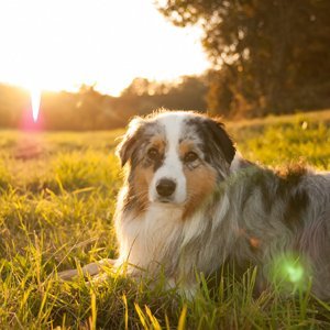 DOG FIT by PreThis Complejo Vitamin B para Perros | para el Sistema nervioso, la espondilosis, la parálisis, los trastornos de coordinación, la incontinencia y Las deficiencias visuales