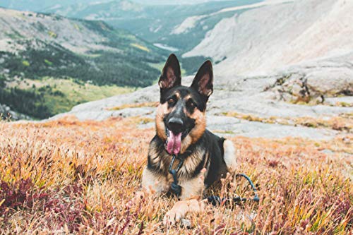 Embark Pets - Correa Sierra para perro con cuerda de escalada de montaña y mosquetón