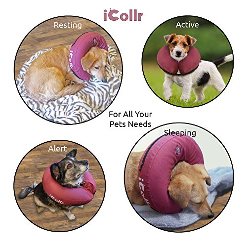 iCollr - El Collar Inflable - Collar Protector para Perros y Gatos en la Recuperación Postoperatoria