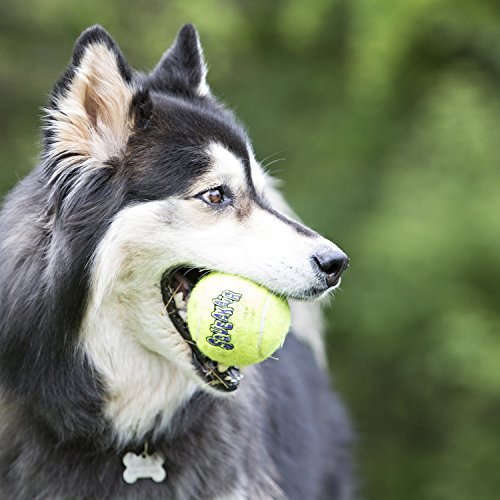 KONG - Squeakair Ball - Pelotas de Tenis sonoras Que respetan Sus Dientes - para Perros de Raza Mediana
