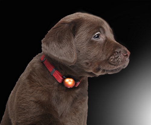 LED colgante luminoso de silicona Collar de perro LED cuello luminoso en color de rojo por el PRECORN marca