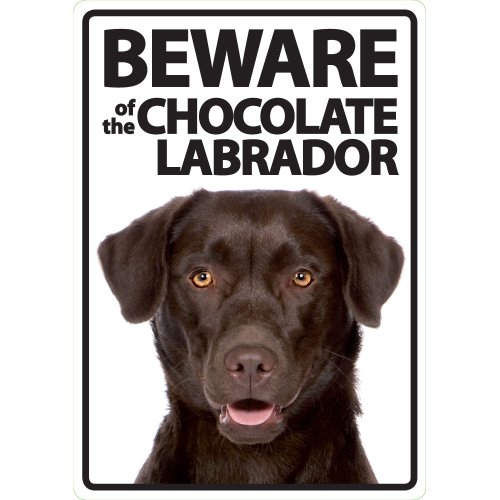 Magnet & Steel Imán y señal de Acero, Beware of The Chocolate Labrador