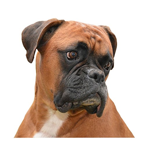 NUEVO Collar de perro boxer – Tamaño Grande – 40 cm a 50 cm/15,7 A 19,7 cm