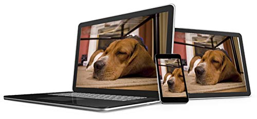 NUM'AXES Eyenimal Pet Vision Live HD Cámara de Vigilancia de Perros