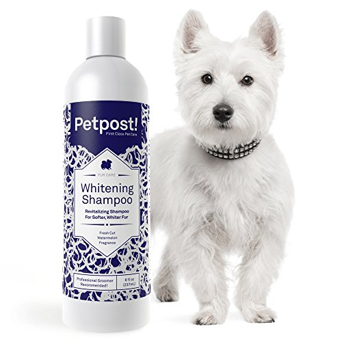 Petpost | Shampoo Blanqueador para Perros – El Mejor Tratamiento de Aclaramiento para Perros con Pelaje Blanco – Calmante Fragancia de Sandía – Para Malteses, Shih Tzu, Caniche – 237 mL