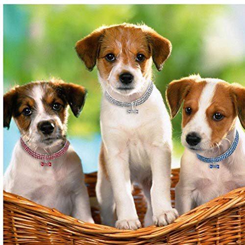 PiniceCore Crystal Mascotas Collares de Perro del Correo del Perrito del Collar de Perro del Rhinestone de Bling para la pequeña Chihuahua Perros medianos para Mascotas Productos Blanco