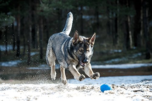 PlayfulSpirit Pelota de Rugby de Recompensas para Cachorros y Perros: Dispensador de Comida, Increíble Destructor del Aburrimiento de Mascota y Juguete de Entrenamiento Básico para Cachorros