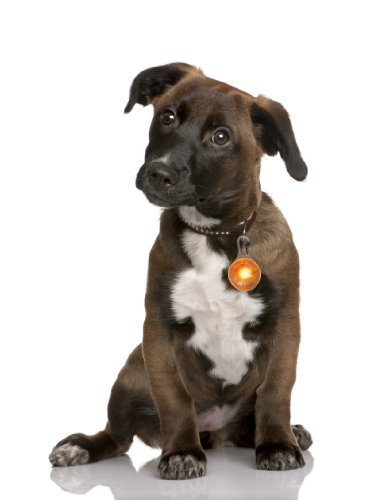 PRECORN Pendiente luminoso LED en naranja para perros, gatas, arnés para perros Collar Luminoso