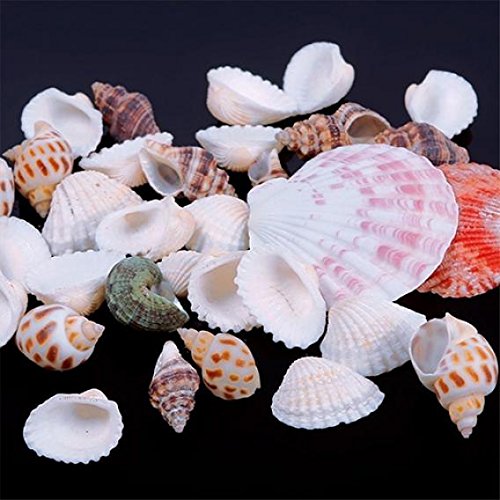 Quanjucheer 100 g de conchas de playa de mar, manualidades, conchas de conchas marinas, accesorios de fotos, decoración para acuario, Multicolor, Multicolor