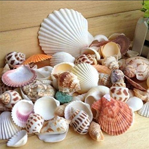 Quanjucheer 100 g de conchas de playa de mar, manualidades, conchas de conchas marinas, accesorios de fotos, decoración para acuario, Multicolor, Multicolor