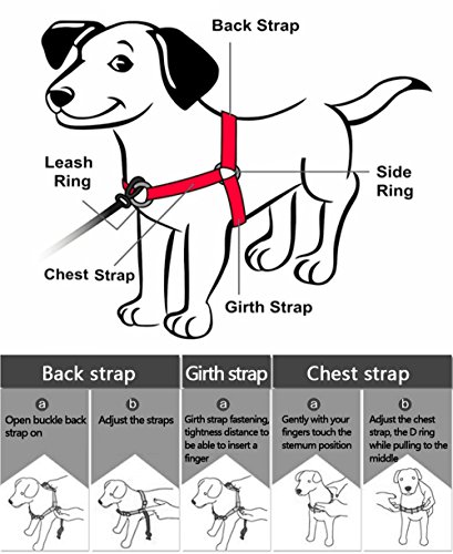 Set de correa y arnés para perro Berry no-pull de nailon para facilitar los paseos, entrenamientos, escaladas y senderismo